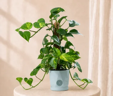 Climbing Pothos Plant in Luxury Pot | Elegant Indoor Green Décor 1