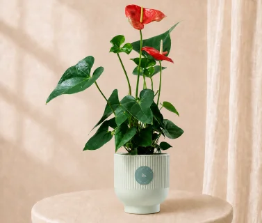 Red Anthurium Plant in Elegant Pot | Luxury Indoor Flowering Plant 1