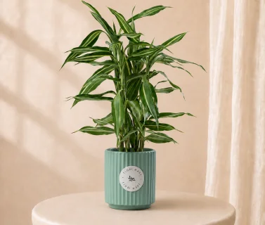 Croton Plant in Elegant Pot | Luxury Tropical Indoor Plant 1
