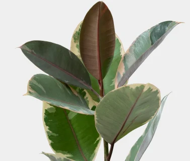 Variegated Rubber Plant in Luxury Pot | Elegant Indoor Decorative Plant 2