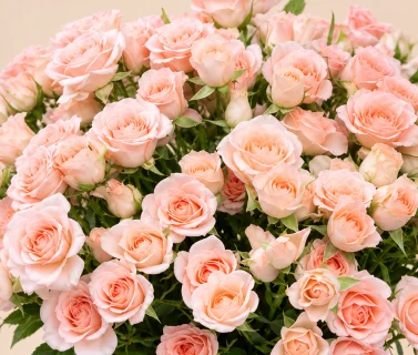 Blush Pink Spray Roses in White Flori Mart Box 3