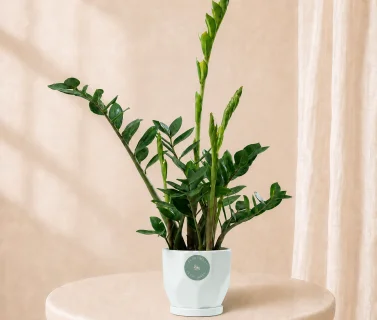 Green ZZ Plant in Elegant Pot | Low Maintenance Luxury Indoor Plant 1