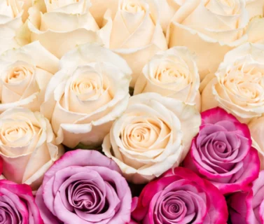 White & Pink Rose Bouquet with Purple Wrap | 100 Roses 4