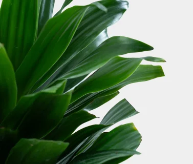 Dracaena Compacta Plant in Elegant Ceramic Pot | Luxury Indoor Green Plant 2