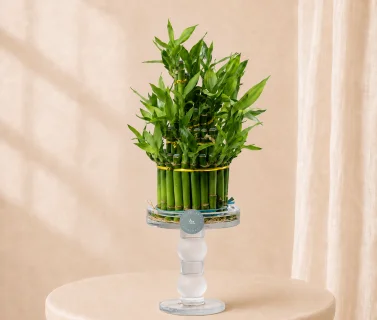 Lucky Bamboo Arrangement in Elegant Glass Stand | Luxury Indoor Plant Décor 1