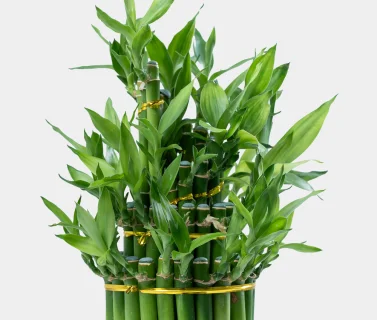 Lucky Bamboo Arrangement in Elegant Glass Stand | Luxury Indoor Plant Décor 2