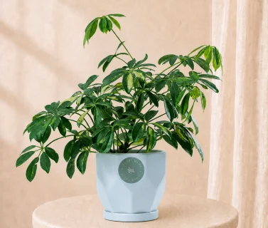 Elegant Schefflera Plant in Modern Pot | Luxury Indoor Green Plant 1