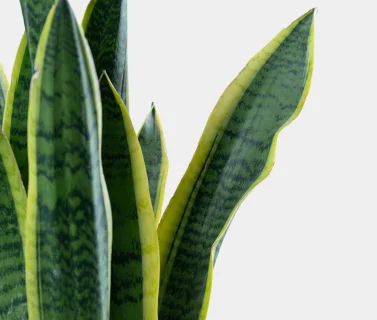 Sansevieria Green Plant in Elegant Pot | Easy-Care Indoor Plant 2