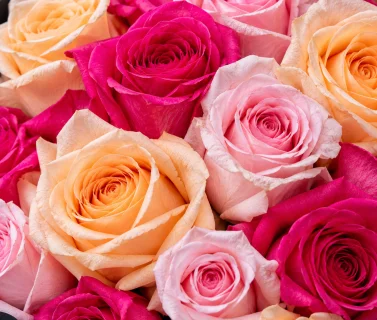 Pink & Peach Rose Bouquet with Black Wrap | 50 Roses 4