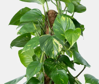 Climbing Pothos Plant in Luxury Pot | Elegant Indoor Green Décor 2