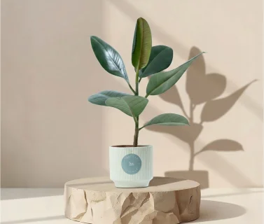 Green Rubber Plant in Elegant Pot | Luxury Indoor Decorative Plant 1