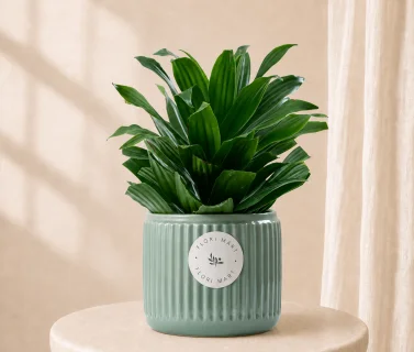Dracaena Compacta Plant in Elegant Ceramic Pot | Luxury Indoor Green Plant 1