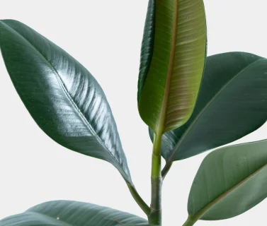 Green Rubber Plant in Elegant Pot | Luxury Indoor Decorative Plant 2