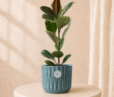 Variegated Rubber Plant in Luxury Pot | Elegant Indoor Decorative Plant 1