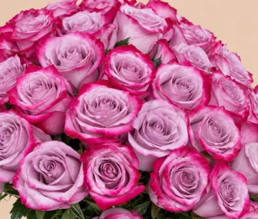 Light Purple Rose Bouquet with Pink Edges | 50 Roses 4
