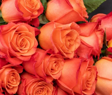 Orange Rose Bouquet with Black Wrap | 15 Roses 4